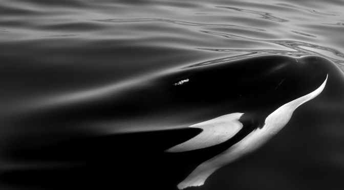 ╠人與鯨的歷史╣為何在冰島研究虎鯨是如此重要？(綜合整理)
