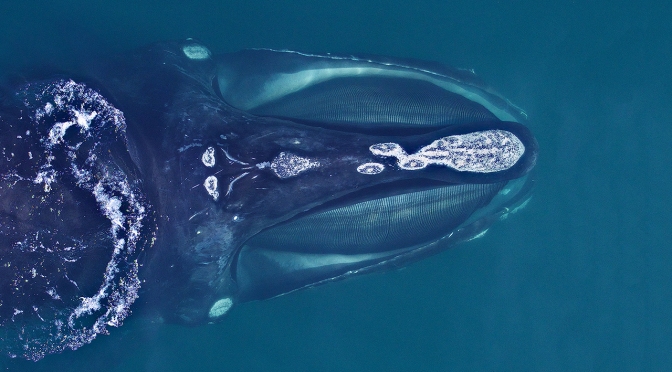 ╠偉大的母親╣在捕鯨者的攻擊下努力保護自己的孩子