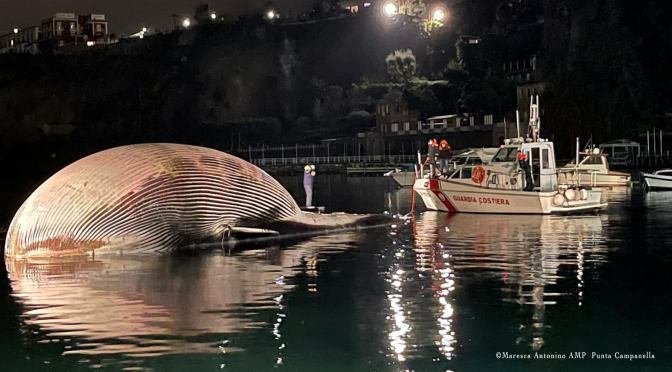 ╠新聞澄清╣"轉角國際"在報導中表示義大利沿海憑空出現長須鯨，這是錯誤的(綜合整理)