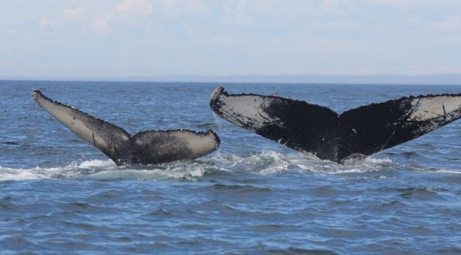 ╠新研究+新聞澄清╣氣候變化如何減少西北大西洋的大翅鯨幼崽數量(2021.01.27)
