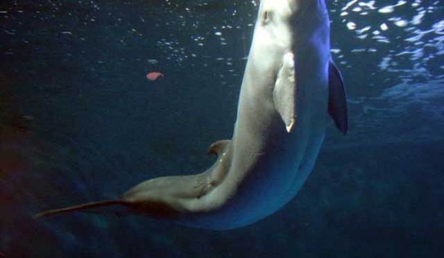 ╠日本╣宮城縣松島水族館曾經圈養的侏儒抹香鯨"加莫"(綜合整理)
