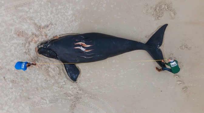 ╠美國╣被船隻撞擊致死的露脊鯨幼崽被沖上阿納斯塔西亞島(2021.02.13)