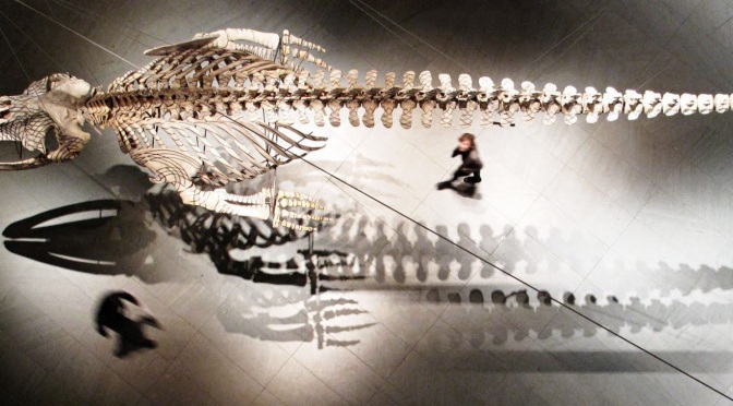 ╠藝術鯨品╣墨西哥：圖書館懸浮的灰鯨骨架