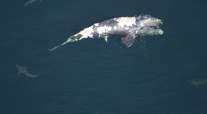 ╠美國╣瀕臨滅絕的北大西洋露脊鯨"Cottontail"在南卡羅萊納州海岸被發現死亡(2021.03.01)