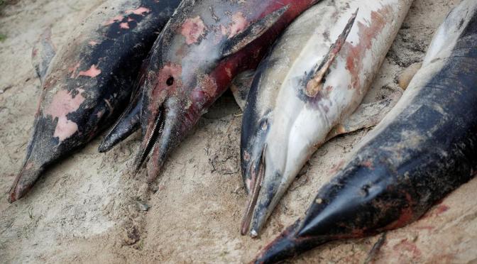 ╠法國╣數百隻海豚衝上海岸後法國法院下令禁止捕魚(2023.03.21)