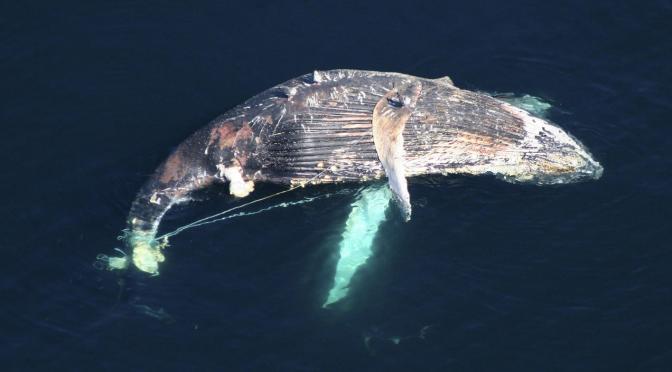 ╠現實╣世界必須解決最大的鯨魚殺手 – 並不是捕鯨(2016.10.24)