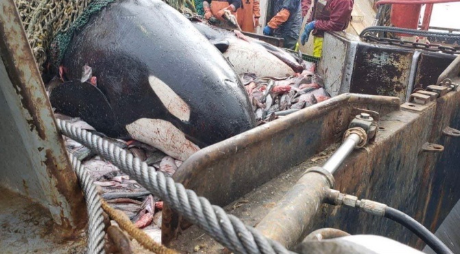 ╠About鯨豚觀點╣海洋陰謀(Seaspiracy)帶來的另一種損害