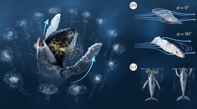 ╠新研究╣無人機研究發現，大翅鯨懂得用胸鰭助捕魚群(2019.10.17)