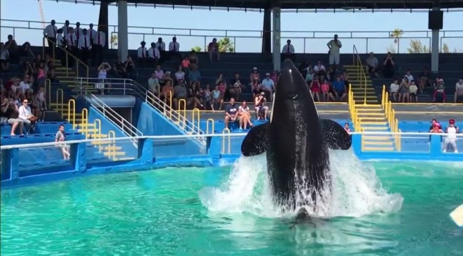 ╠美國╣新任經理說，邁阿密海生館"虎鯨Lolita"的表演已經結束。50年的時代結束了(2022.03.04)