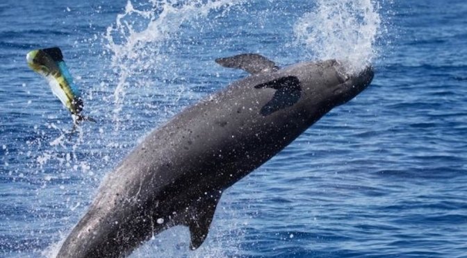 ╠夏威夷╣當偽虎鯨發動攻擊時，鬼頭刀便沒有機會了(2020.12.07)
