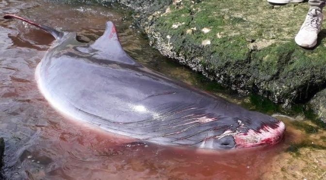 ╠南非╣影／令人難以置信的罕見鏡頭顯示，一隻侏儒抹香鯨在躲避攻擊時噴射墨汁(2020.03.14)