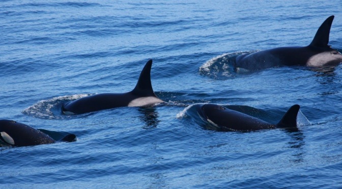╠Emma Luck╣美國阿拉斯加居留虎鯨AB族群與白腰鼠海豚Stevie的故事