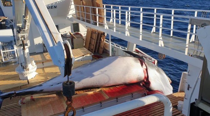╠挪威╣ 狗飼料、傾倒入海裡和日本-這就是挪威鯨肉的最終歸宿(2021.10.18)