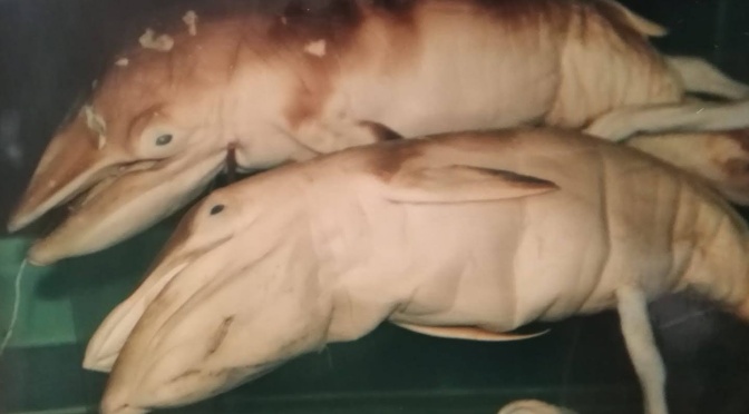 ╠中國╣罕見的小鬚鯨雙胞胎標本藏身大連(綜合整理)
