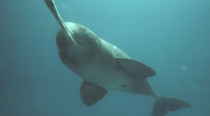 ╠印度╣隨著海水鹽度上升，蘇達班的淡水海豚不見了(2018.12.27)