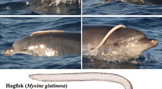 ╠獵奇慎入(?)╣在地中海，首次記錄到一條固定在活體瓶鼻海豚身上的盲鰻(2016.06.09)