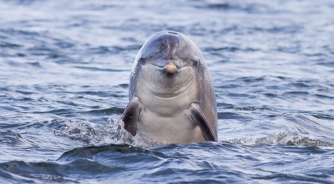 ╠新研究╣研究人員說，大多數海豚都是"右撇子"(2019.11.27)