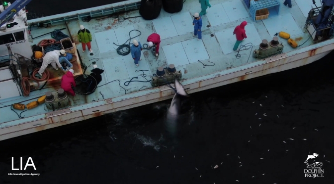 ╠日本╣大約一年前的今天，在淹死一隻小鬚鯨之後，又有一隻小鬚鯨被迫溺斃在太地町的漁網裡(2022.01.15)