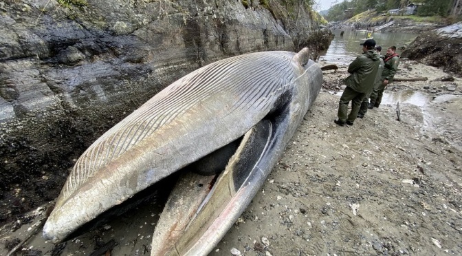 ╠加拿大/鯨魚信仰╣在英屬哥倫比亞省海岸發現稀有長須鯨屍體，目前正在調查中(2022.03.23)