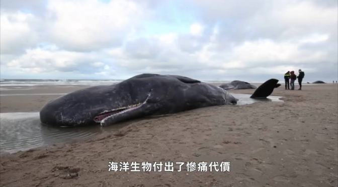 ╠吐槽文╣《綠色和平台灣分會》的海洋塑膠垃圾廣告關於鯨豚畫面的事實查核(2022.03.27)
