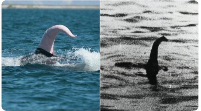 ╠事實查核╣尼斯湖水怪是鯨魚的唧唧？(2022.04.17)