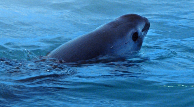 ╠墨西哥╣極度瀕危的鼠海豚可以從滅絕的邊緣反彈回來(2022.05.05)