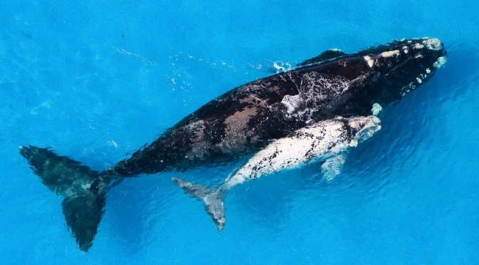 ╠新研究╣澳洲神秘的水域，鯨魚媽媽和鯨寶在那裡悄悄地躲避捕食者(2022.05.18)