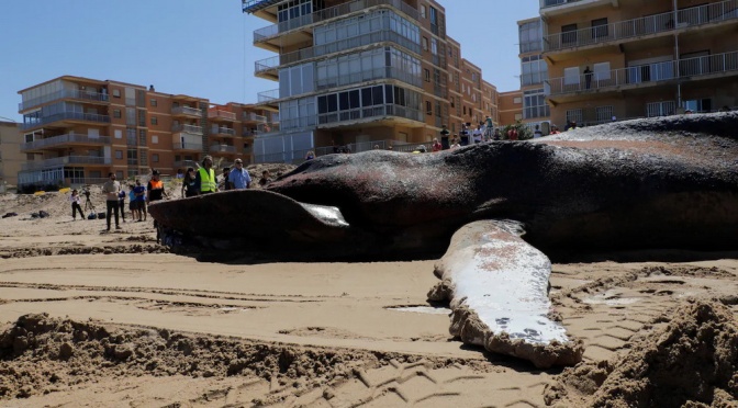 ╠西班牙╣從非法漁網中解救出來的大翅鯨在一周後死亡(2022.05.27)