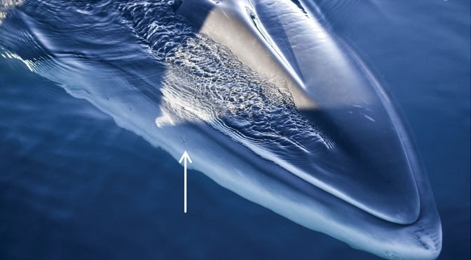 ╠簡易科普╣南極小鬚鯨的毛髪