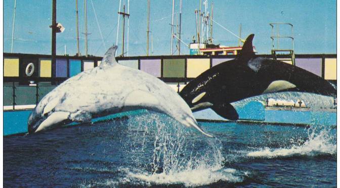 ╠加拿大╣史上第一隻也是唯一一隻被圈養的白色虎鯨：Chimo