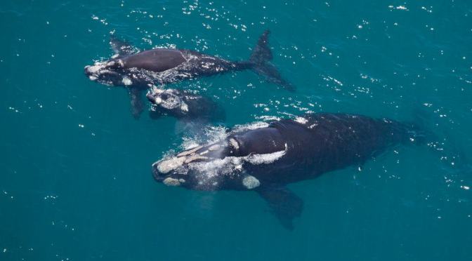 ╠觀鯨紀錄╣鬚鯨老木有夠威，灰鯨&南露脊鯨的一大二小家族