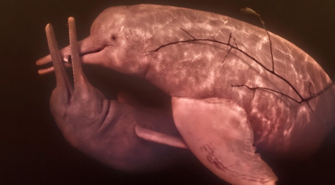 ╠鯨魚信仰╣亞馬遜河豚的神話與傳說