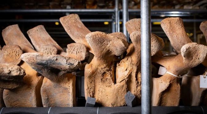 ╠論標本的重要性╣一窺英國鯨魚骨架的秘密寶庫(2023.01.21)
