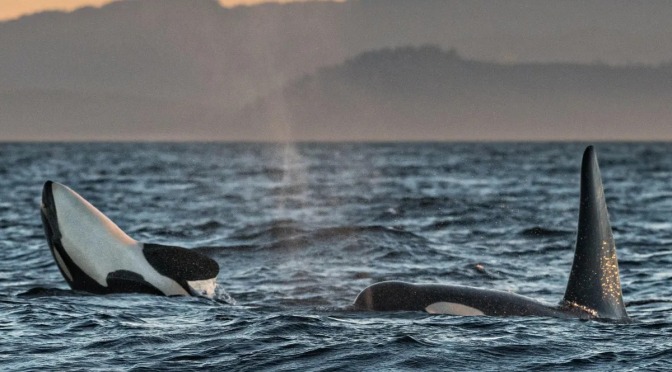 ╠海洋污染╣在加拿大瀕臨滅絕的虎鯨中發現高濃度的"永久性化學物質"(2023.01.12)