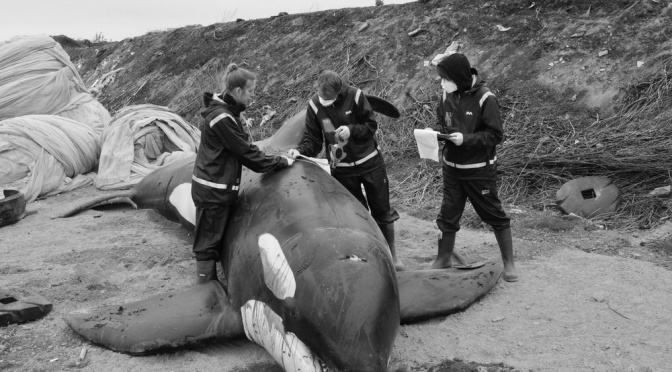 ╠瑞典╣在西海岸發現一具可能是自然老死的成年雄性虎鯨屍體(2023.05.20)
