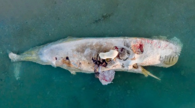 ╠陸上的鯨落╣泛白的抹香鯨屍體第二年仍舊餵養著北極熊(2022.05.25)