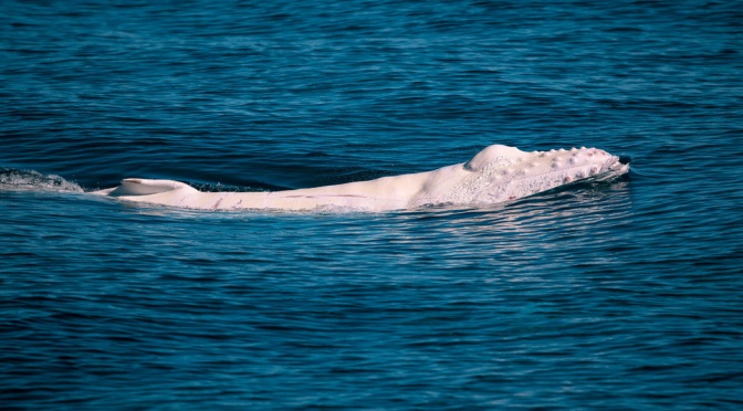 ╠澳洲╣在西澳寧格魯珊瑚礁發現白色大翅鯨幼鯨與母親在一起(2023.07.12)