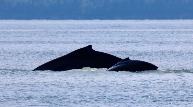 ╠小甜餅╣包括Poptart在內的大翅鯨帶著新生寶寶返回薩利希海(2023.06.23)