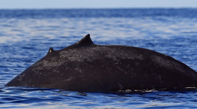 ╠簡易科普╣盤點有著雙背鰭的大翅鯨(2024.03.27)
