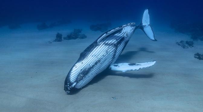 ╠觀鯨紀錄╣大翅鯨小朋友學習控制浮力的罕見觀察(2023.12.29)